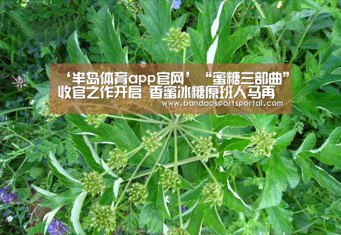 ‘半岛体育app官网’“蜜糖三部曲”收官之作开启 香蜜冰糖原班人马再集结(图1) 半岛体育登入